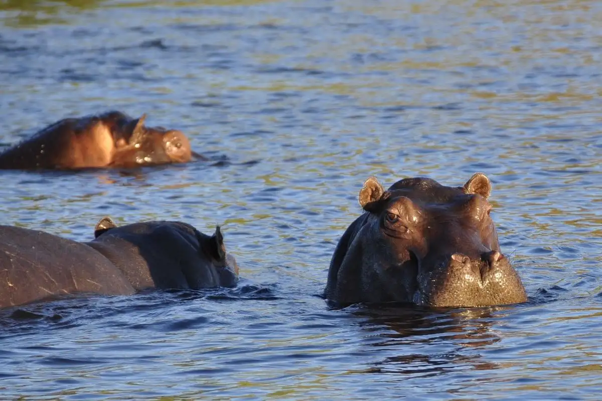 3-Day Chobe Overnight Camping